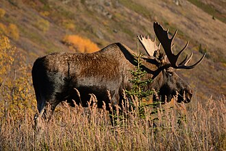 Moose (North America)